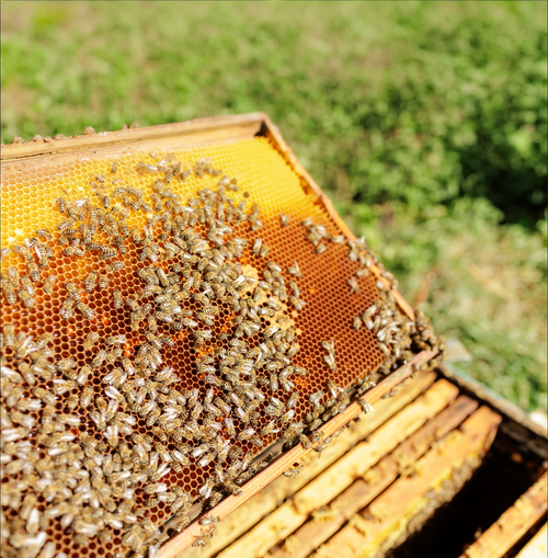 Honeybees on a honeycomb frame — natural raw honey source