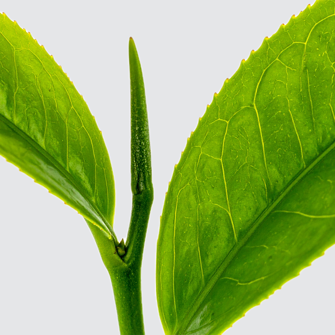 Green Tea Caffeine
