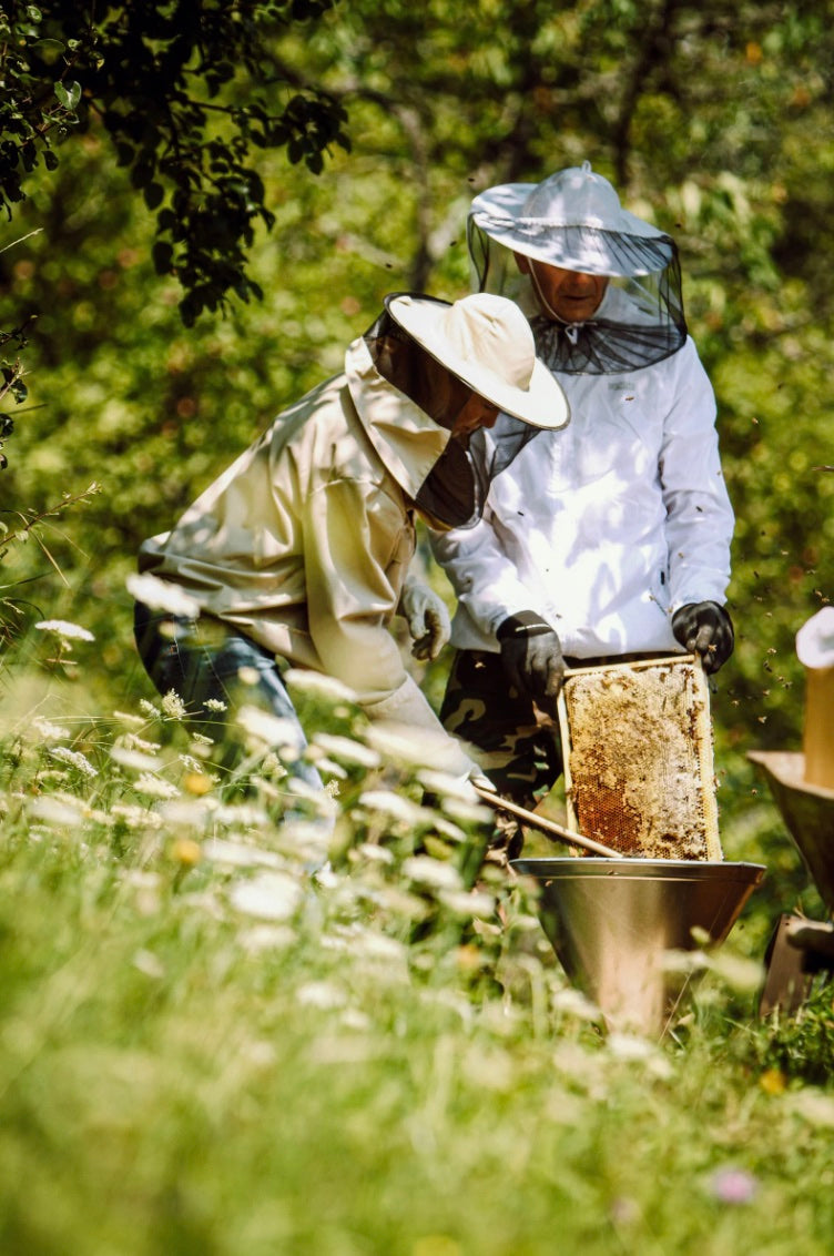 Beekeepers lifting a honeycomb frame in the Yucatán